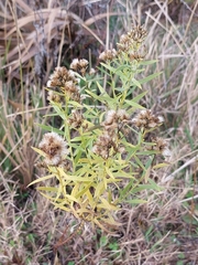 Euthamia weakleyi