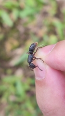 Pseudoneoponera rufipes