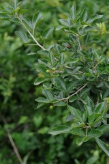 Allophylus decipiens