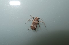 Prosoplus bankii