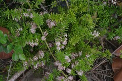 Asparagus densiflorus