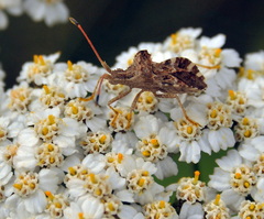 Centrocoris variegatus