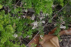 Asparagus densiflorus