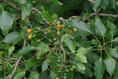 Cordia caffra