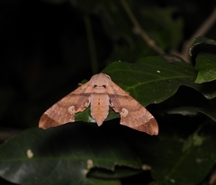 Daphnusa ocellaris