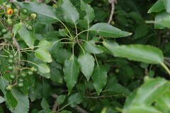 Cordia caffra