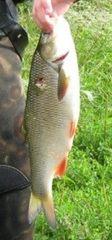 Leuciscus idus