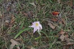 Zephyranthes robusta