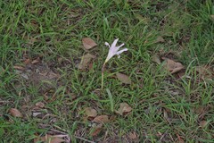 Zephyranthes robusta