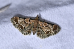 Chloroclystis lichenodes