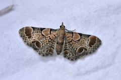 Chloroclystis lichenodes