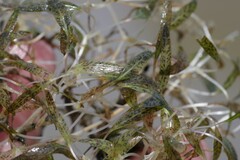 Halophila ovalis