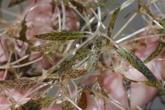 Halophila ovalis