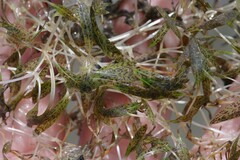 Halophila ovalis