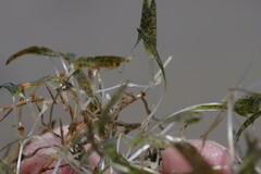 Halophila ovalis