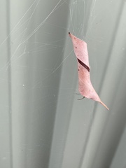 Phonognatha graeffei