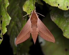Theretra alecto