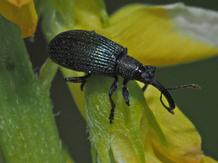 Stenopterapion meliloti