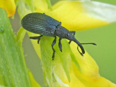 Stenopterapion meliloti