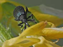 Stenopterapion meliloti