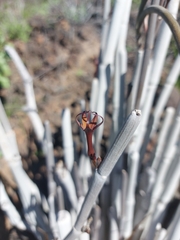 Ceropegia fusca image