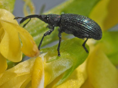 Stenopterapion meliloti