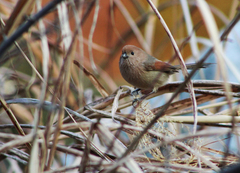 Sinosuthora webbiana