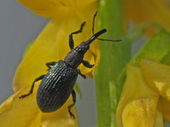 Stenopterapion meliloti