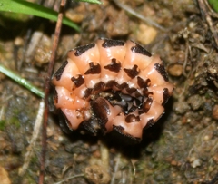 Microphotus angustus