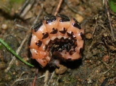 Microphotus angustus