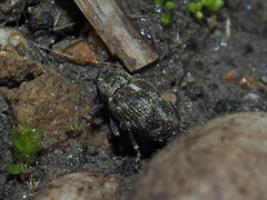 Rhinoncus perpendicularis