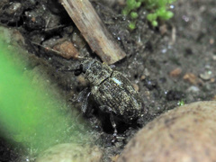 Rhinoncus perpendicularis