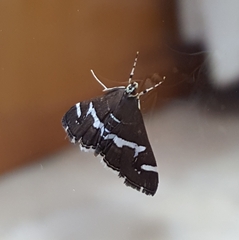 Spoladea recurvalis