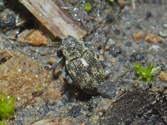 Rhinoncus perpendicularis