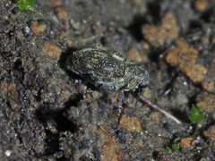 Rhinoncus perpendicularis