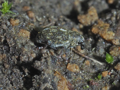 Rhinoncus perpendicularis