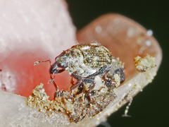 Rhinoncus perpendicularis