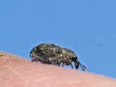 Rhinoncus perpendicularis