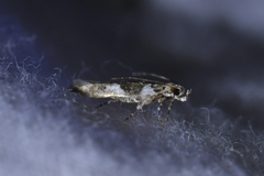 Pyroderces deamatella