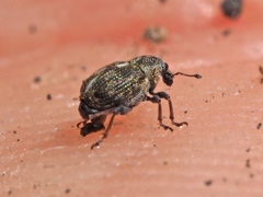 Rhinoncus perpendicularis