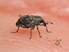 Rhinoncus perpendicularis