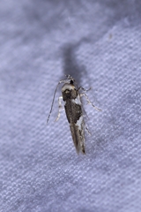 Pyroderces deamatella