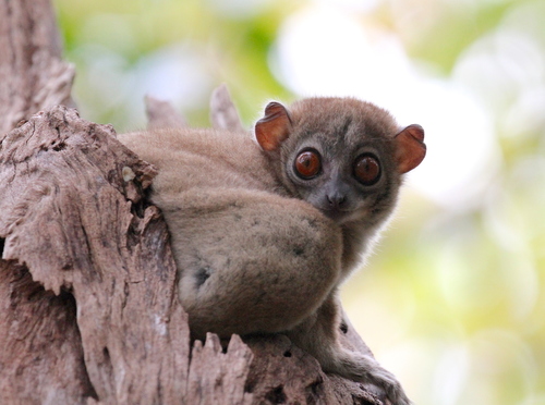 Ankarana Sportive Lemur