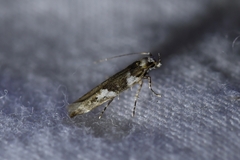 Pyroderces deamatella