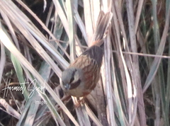 Emberiza stewarti