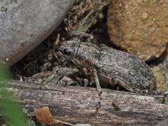 Sitona cylindricollis
