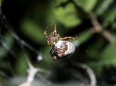 Mastophora cornigera