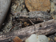 Sitona cylindricollis