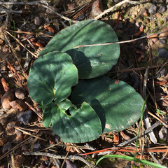 Pelargonium asarifolium