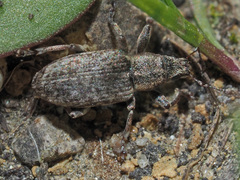 Sitona cylindricollis